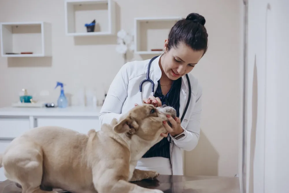 Dra. Jéssica Azevedo Oliveira examinando com carinho um cãozinho no consultório